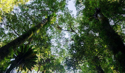 Botanic Walk - Accommodation VIC 0
