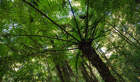 Botanic Walk - Accommodation VIC 2