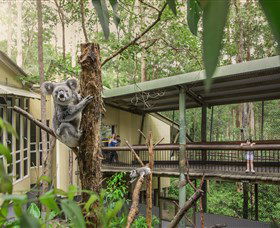 Daisy Hill Koala Centre - Accommodation VIC 0