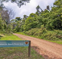 Antarctic Beech picnic area - Accommodation VIC