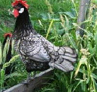 Merry Maidens Veggies - Accommodation VIC