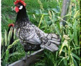 Merry Maidens Veggies - Accommodation VIC 0