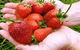 Merry Maidens Veggies - thumb 1