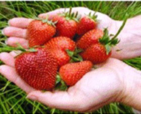 Merry Maidens Veggies - Accommodation VIC 1