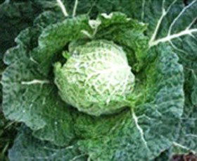 Merry Maidens Veggies - Accommodation VIC 2