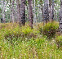 Narrawallee Inlet walking track - Accommodation VIC