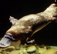 Platypus Pool - Accommodation VIC