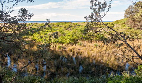 Burrawang Track - Conjola Beach To Buckleys Point - Accommodation VIC 1
