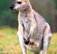 Venman Bushland National Park - Accommodation VIC