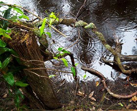 Mogo Bushwalk - Accommodation VIC 0