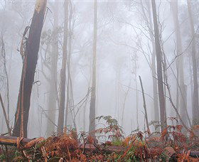 Mogo Bushwalk - Accommodation VIC 1