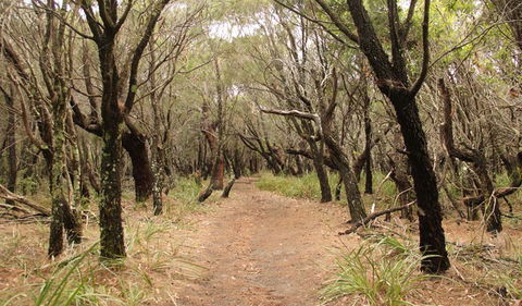 Pretty Beach To Snapper Point Walking Track - Accommodation VIC 0