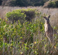 Murramarang Aboriginal Area walking track - Accommodation VIC