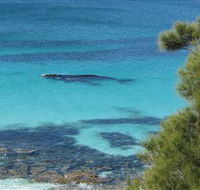 Jervis Bay Marine Park - Accommodation VIC