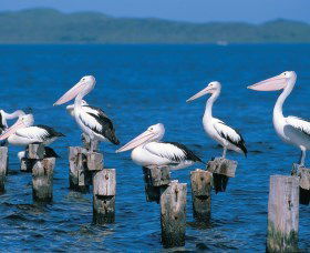 Walpole-Nornalup Inlets - Accommodation VIC 1
