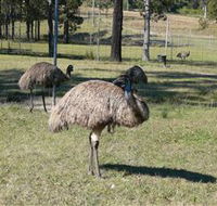 Glen Ian Ostrich and Emu Farm - Accommodation VIC