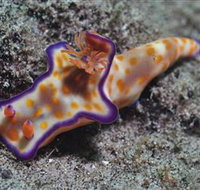 Curtain Artificial Reef Dive Site - Accommodation VIC