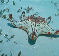 The Pines Dive Site - Accommodation VIC