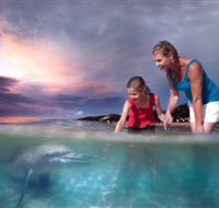 Tangalooma Dolphin Feeding - Accommodation VIC