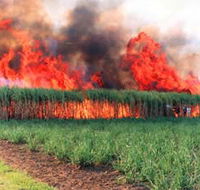 Reeves Family Sugar Cane Farm - Accommodation VIC