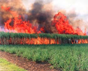 Reeves Family Sugar Cane Farm - Accommodation VIC 0