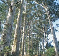 The Great Forest Trees Drive - Accommodation VIC