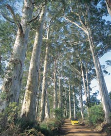 The Great Forest Trees Drive - Accommodation VIC 0