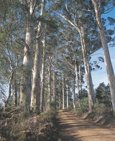 The Great Forest Trees Drive - Accommodation VIC 1