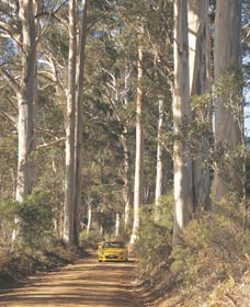 The Great Forest Trees Drive - Accommodation VIC 2