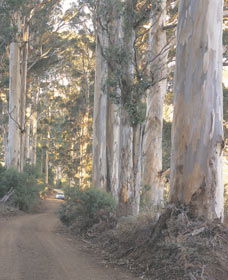 The Great Forest Trees Drive - Accommodation VIC 3