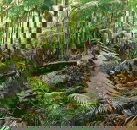Wollumbin-Mount Warning National Park - Accommodation VIC