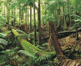 Wollumbin-Mount Warning National Park - Accommodation VIC 0