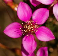 Flora - Accommodation VIC