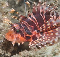 The Seaway Dive Site - Accommodation VIC