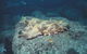 Scottish Prince Dive Site - thumb 0