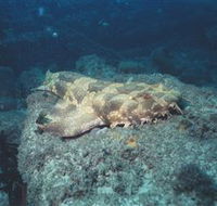 Scottish Prince Dive Site - Accommodation VIC