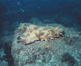 Scottish Prince Dive Site - Accommodation VIC 0
