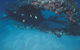 Scottish Prince Dive Site - thumb 3