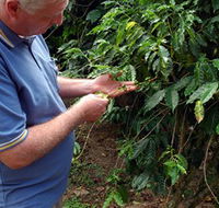 Wombah Coffee Plantation - Accommodation VIC