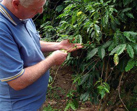 Wombah Coffee Plantation - Accommodation VIC 0