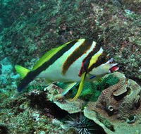 Palm Beach Reef Dive Site - Accommodation VIC