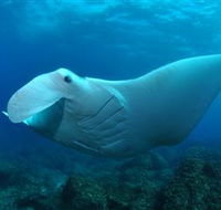 Manta Bommie Dive Site - Accommodation VIC