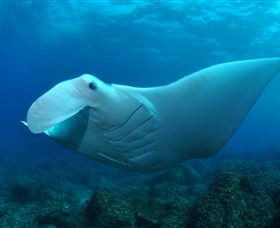 Manta Bommie Dive Site - Accommodation VIC 0