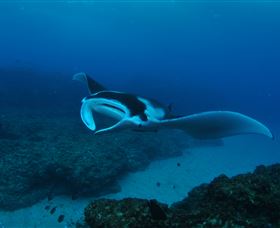 Manta Bommie Dive Site - Accommodation VIC 2