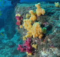 Shag Rock Dive Site - Accommodation VIC