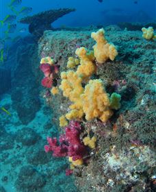 Shag Rock Dive Site - Accommodation VIC 0