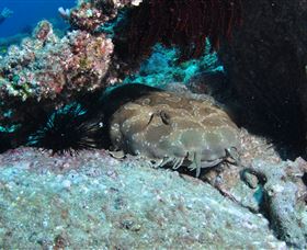 Shag Rock Dive Site - Accommodation VIC 3