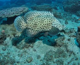 Shag Rock Dive Site - Accommodation VIC 2