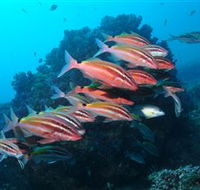 Flat Rock Dive Site - Accommodation VIC