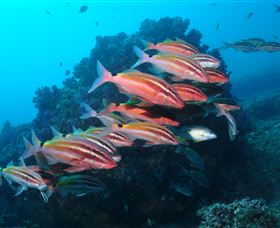 Flat Rock Dive Site - Accommodation VIC 0